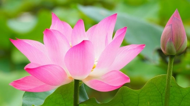 Hình nền avatar màu hồng tô điểm màn hình thêm yêu