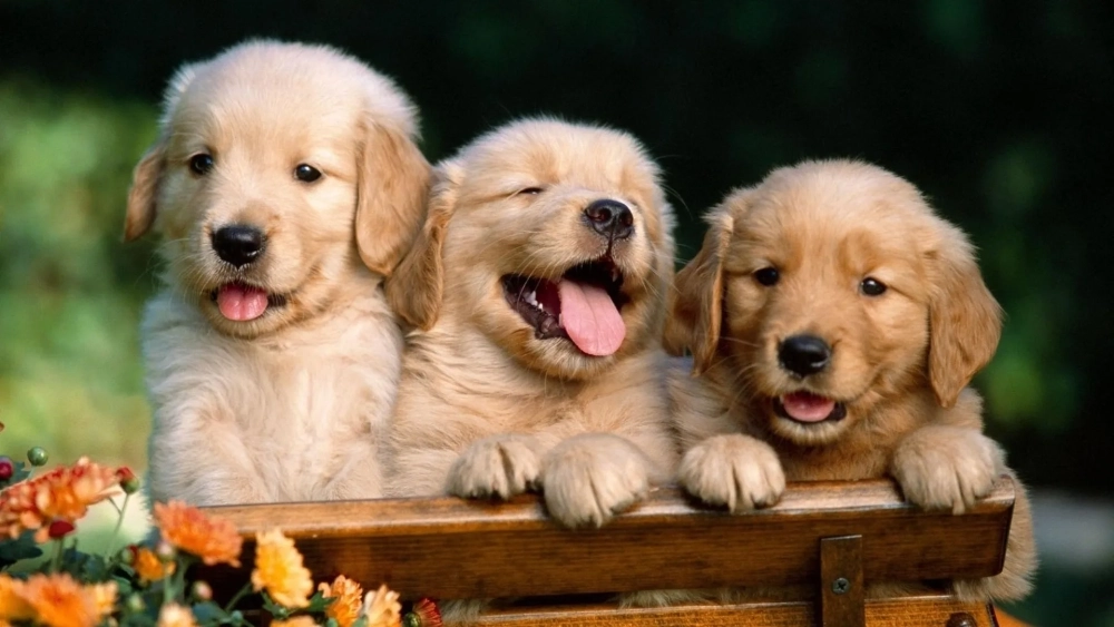 Cưng xỉu luôn với hình nền máy tính con chó cute