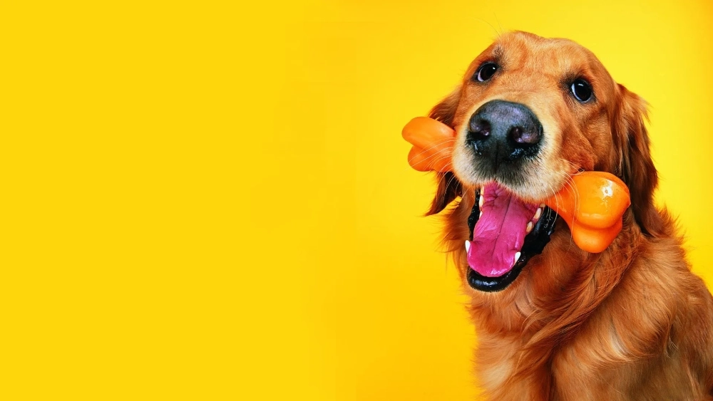 Dễ thương nhưng vẫn hài từ hình nền con chó hài