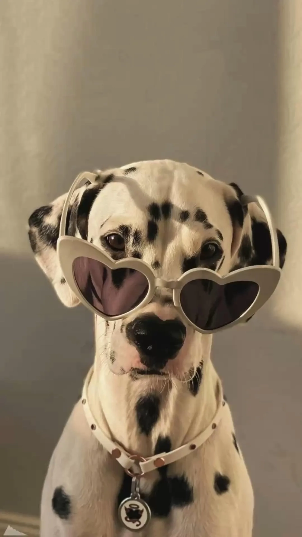 Cài ngay hình nền điện thoại chó cute để chill mỗi ngày