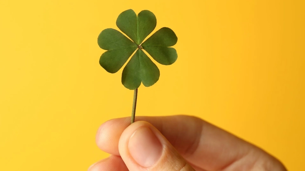 Truyền cảm hứng mỗi ngày với good luck hình nền cỏ 4 lá