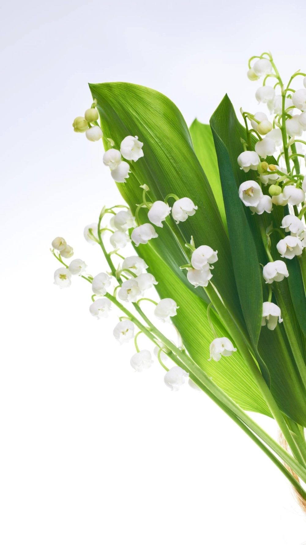 Từng chi tiết đều xứng đáng là hình ảnh hoa linh lan đẹp