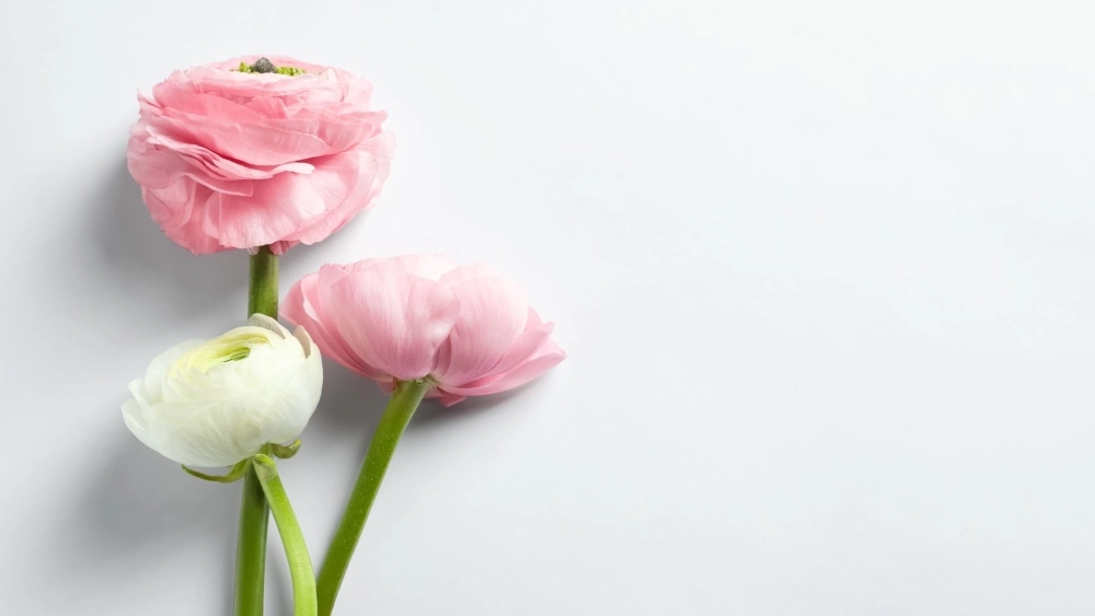 Mê mẩn vẻ dịu dàng từ hình nền máy tính hoa mao lương