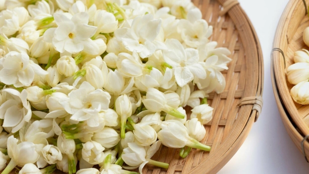 Giao diện tinh khiết với hình nền hoa nhài cho máy tính