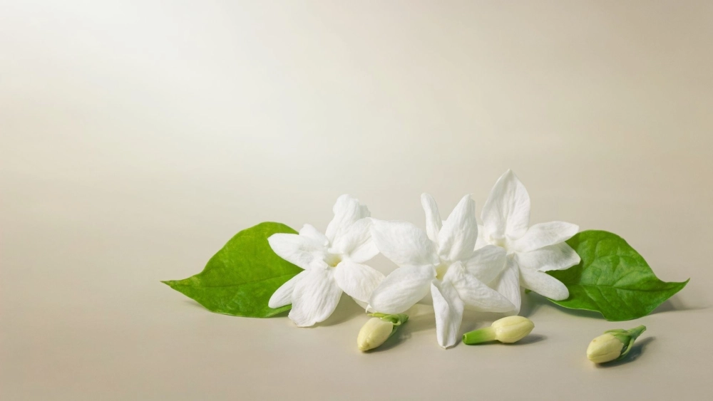 Dịu dàng như sương mai với hình nền hoa nhài