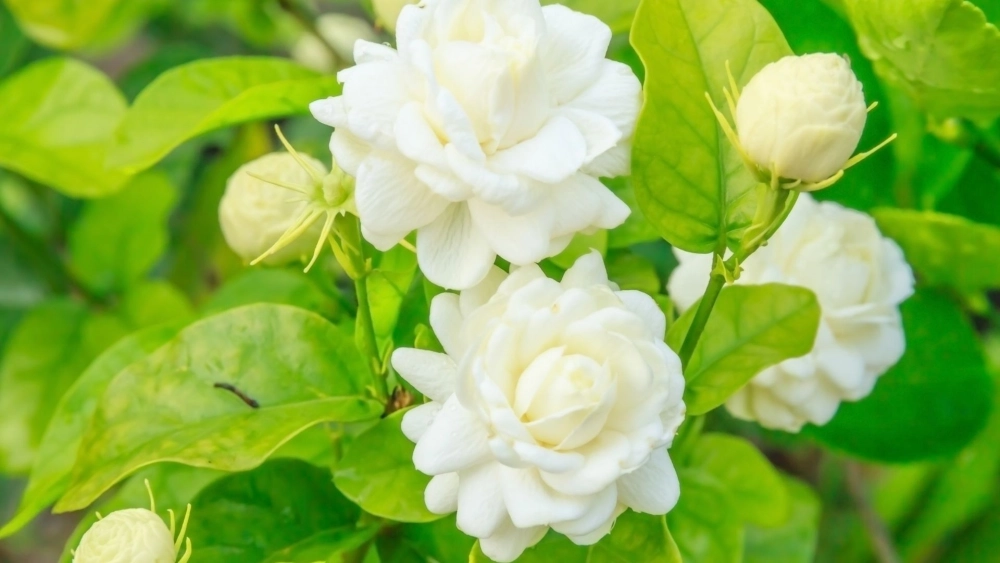 Nét huyền bí trong tâm linh hình nền hoa nhài