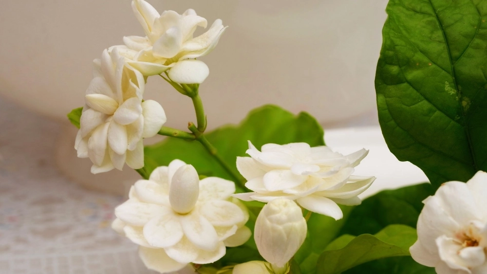 Nhẹ nhàng như hương sớm với hoa nhài hình nền