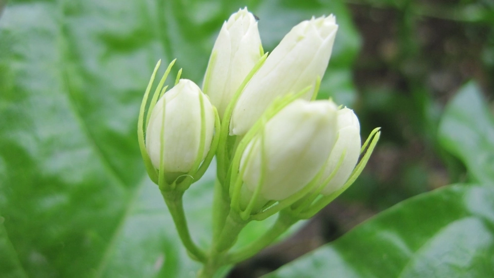 Đón vận may mỗi ngày cùng hình nền hoa nhài may mắn