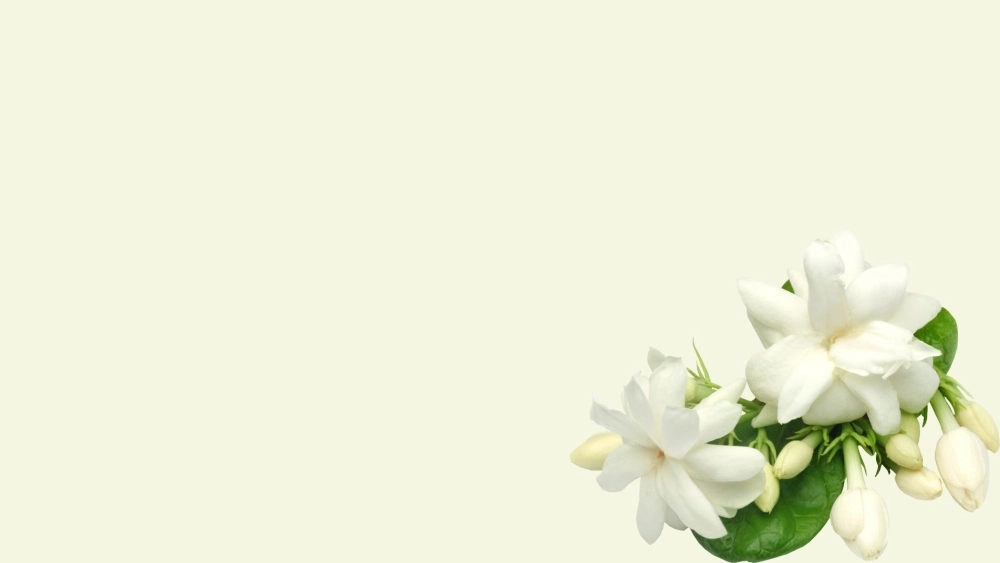 Tinh khôi và thu hút với ảnh nền hoa nhài