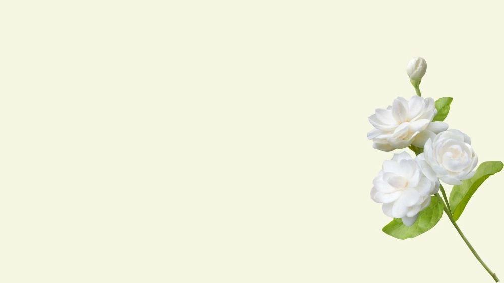 Tinh tế từng cánh hoa với hình hoa nhài làm hình nền