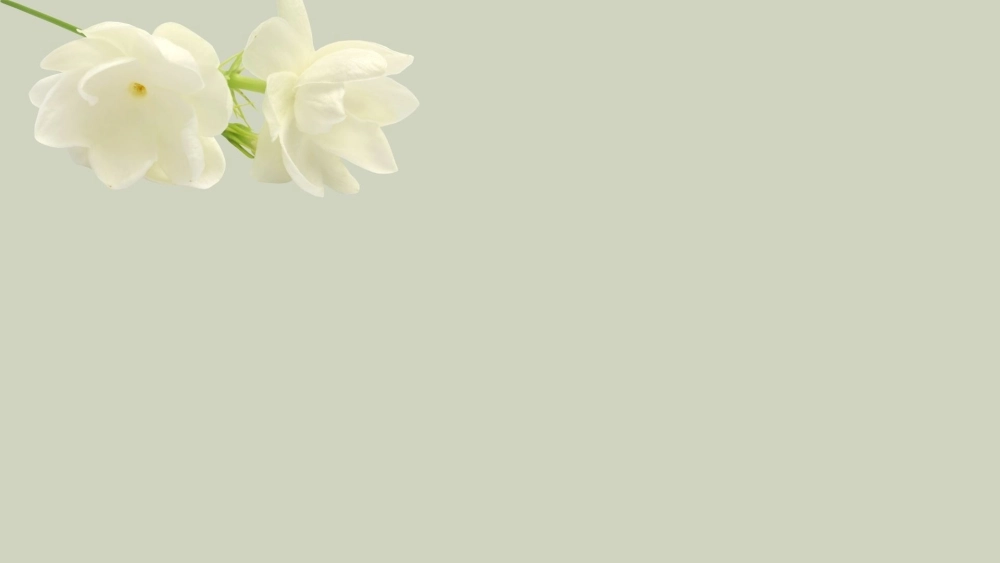 Giao diện trong trẻo với hình nền hoa nhài trắng