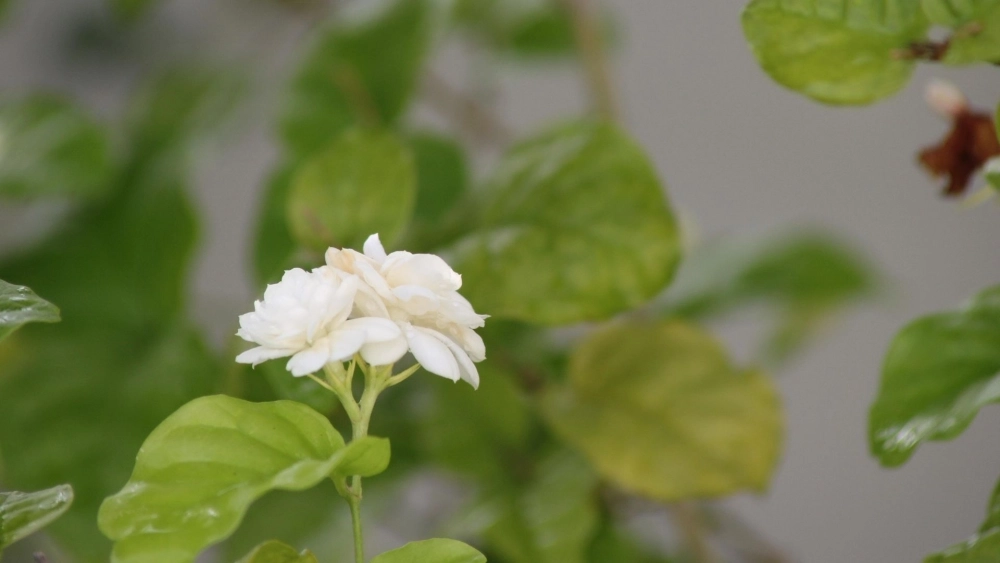 Dễ thương và giản dị trong hình ảnh hoa nhài hình nền