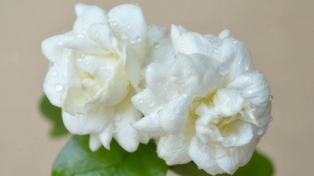 Thanh khiết đầy ý nghĩa từ hoa nhài làm hình nền