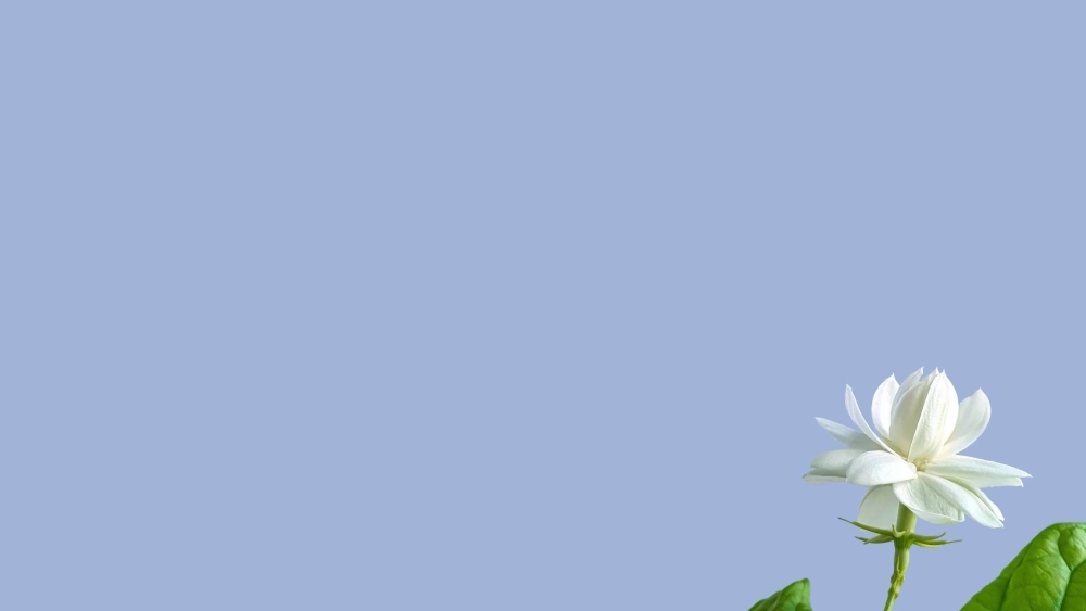 Hình nền không thể bỏ lỡ chính là hình nền hoa nhài đẹp