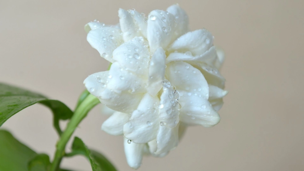 Khơi gợi ý niệm tinh khôi từ ý nghĩa hoa hình nền hoa nhài