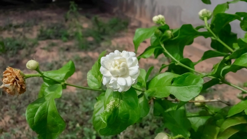 Hòa quyện tinh thần và nghệ thuật với ý nghĩa hình nền hoa nhài