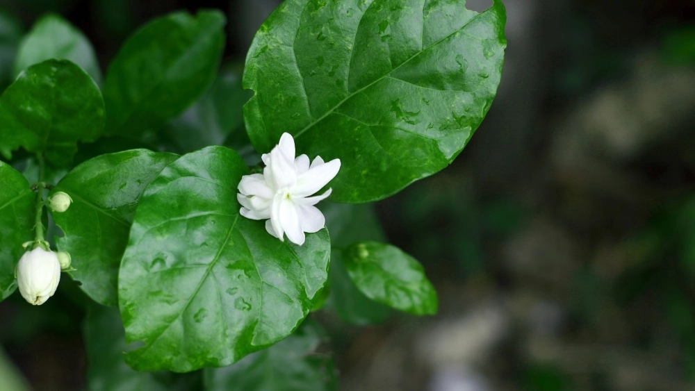 Giao diện thư giãn cùng ảnh hình nền hoa nhài