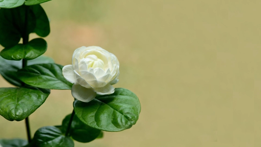 Dịu dàng mà cuốn hút chính là ảnh nền hoa nhài đẹp