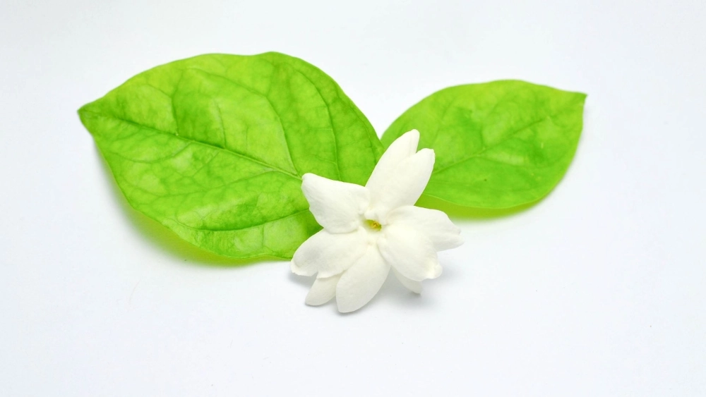 Cảnh sắc yên bình qua ảnh hoa nhài trắng