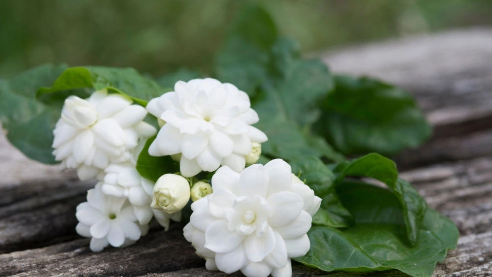 Gợi mở cảm xúc nhẹ nhàng với ảnh hoa nhài đẹp