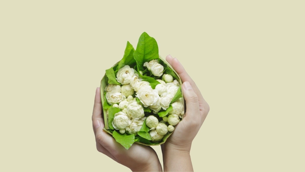 Đơn giản mà sang trọng trong hoa nhài hình ảnh