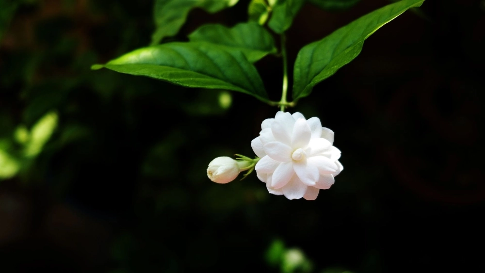 Giao diện thu hút tài khí với hình nền hoa nhài thu hút tài lộc