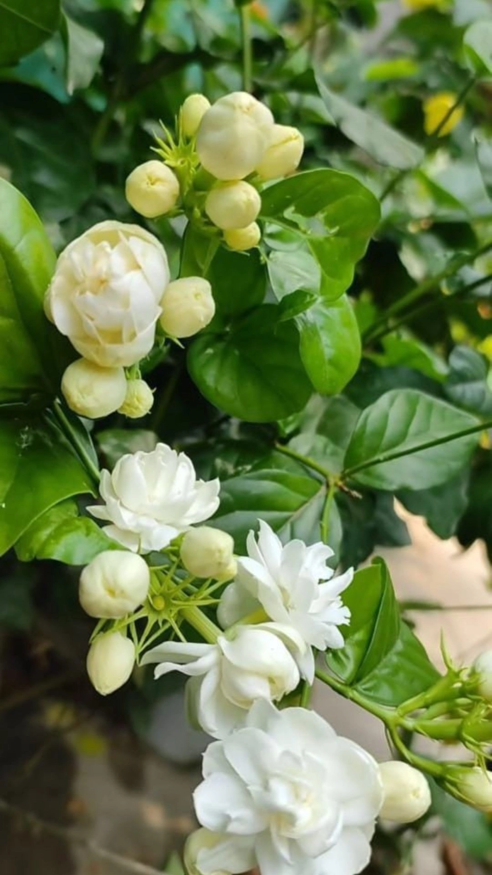 Điện thoại thêm phần nghệ thuật với hình nền điện thoại hoa nhài đẹp