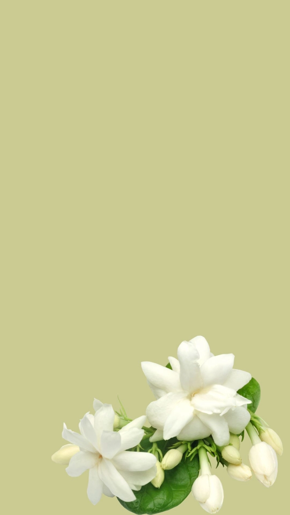 Từng cánh hoa là nguồn cảm hứng từ ảnh hoa nhài làm hình nền điện thoại