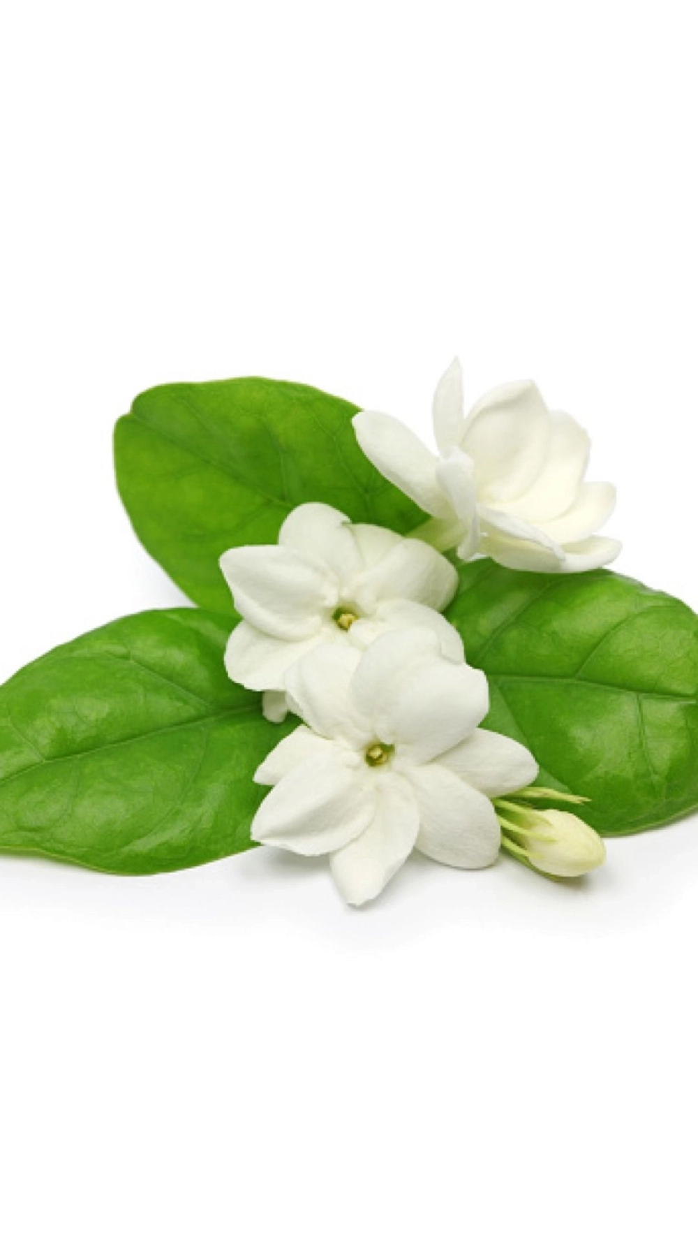 May mắn tràn đầy với hoa nhài làm hình nền điện thoại