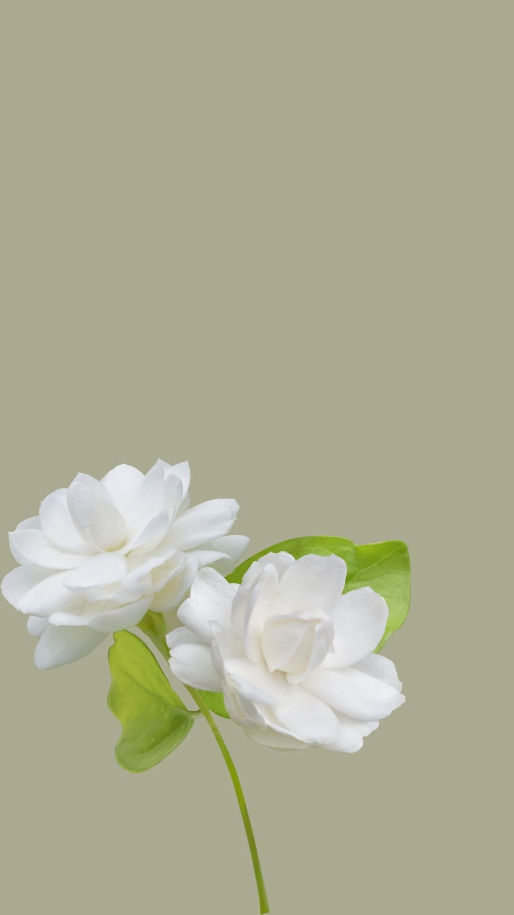 Phối màu nhẹ nhàng từ hình nền hoa nhài Pinterest