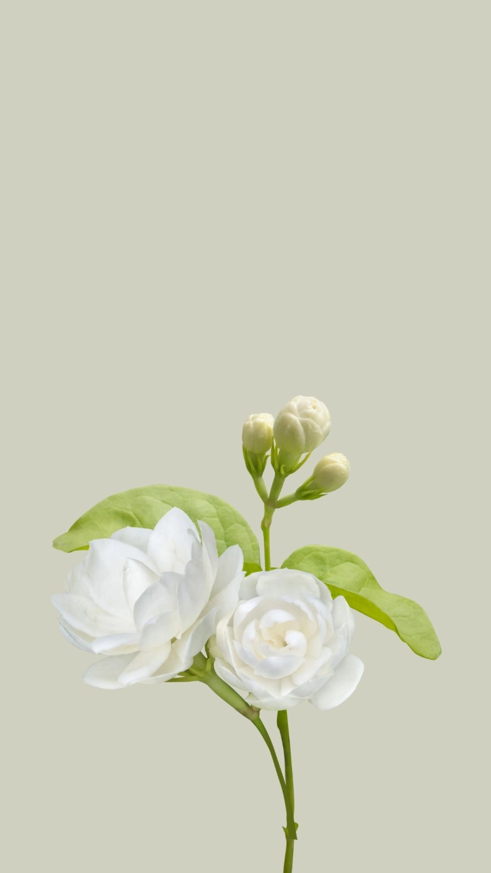 Điện thoại thêm phần quý phái với hình nền hoa nhài cho iPhone