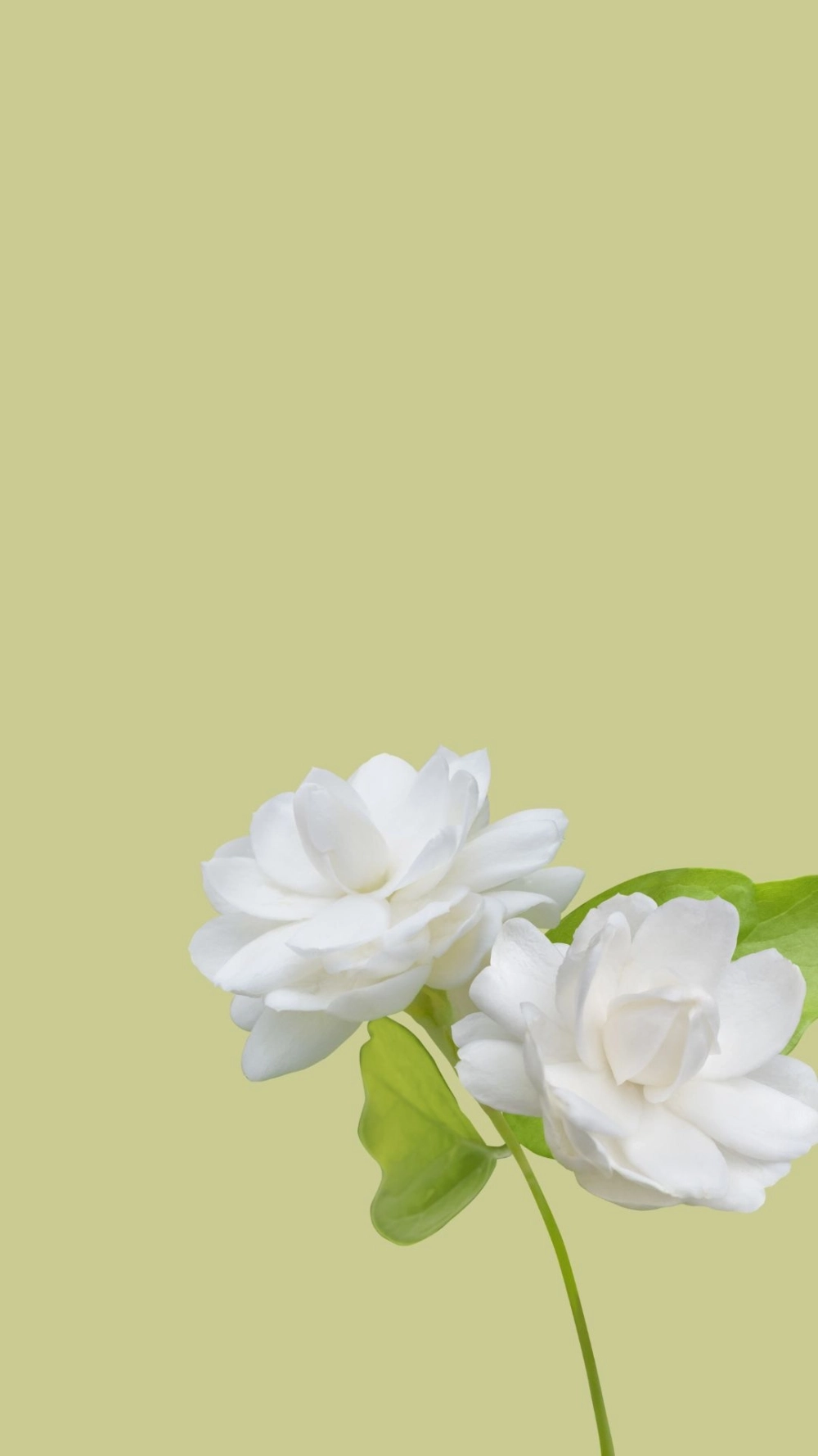 Mỗi lần mở máy là một lần thấy đẹp với hình nền iPhone hoa nhài