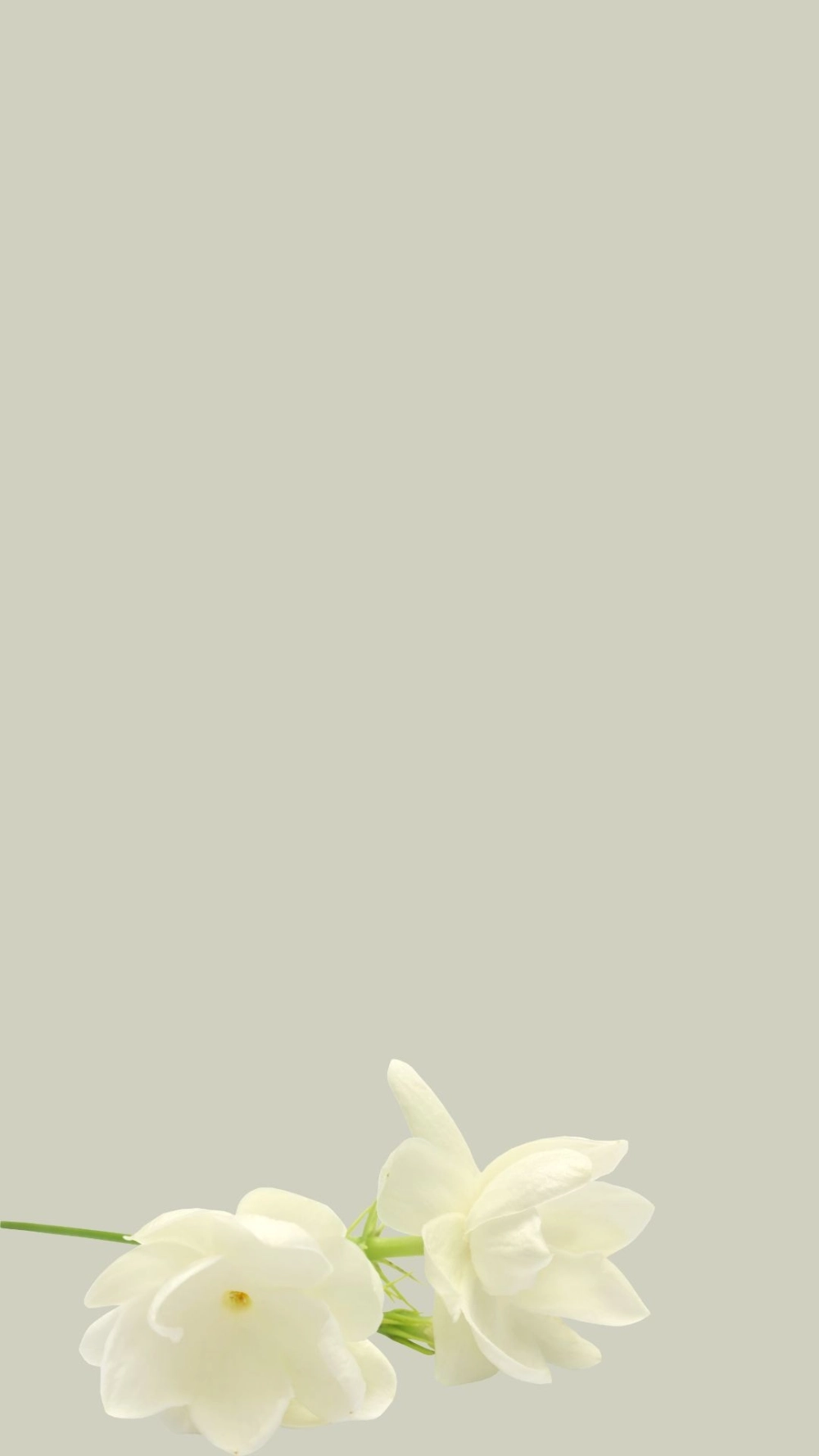 Tìm hiểu chiều sâu ý nghĩa từ để hình nền hoa nhài có ý nghĩa gì