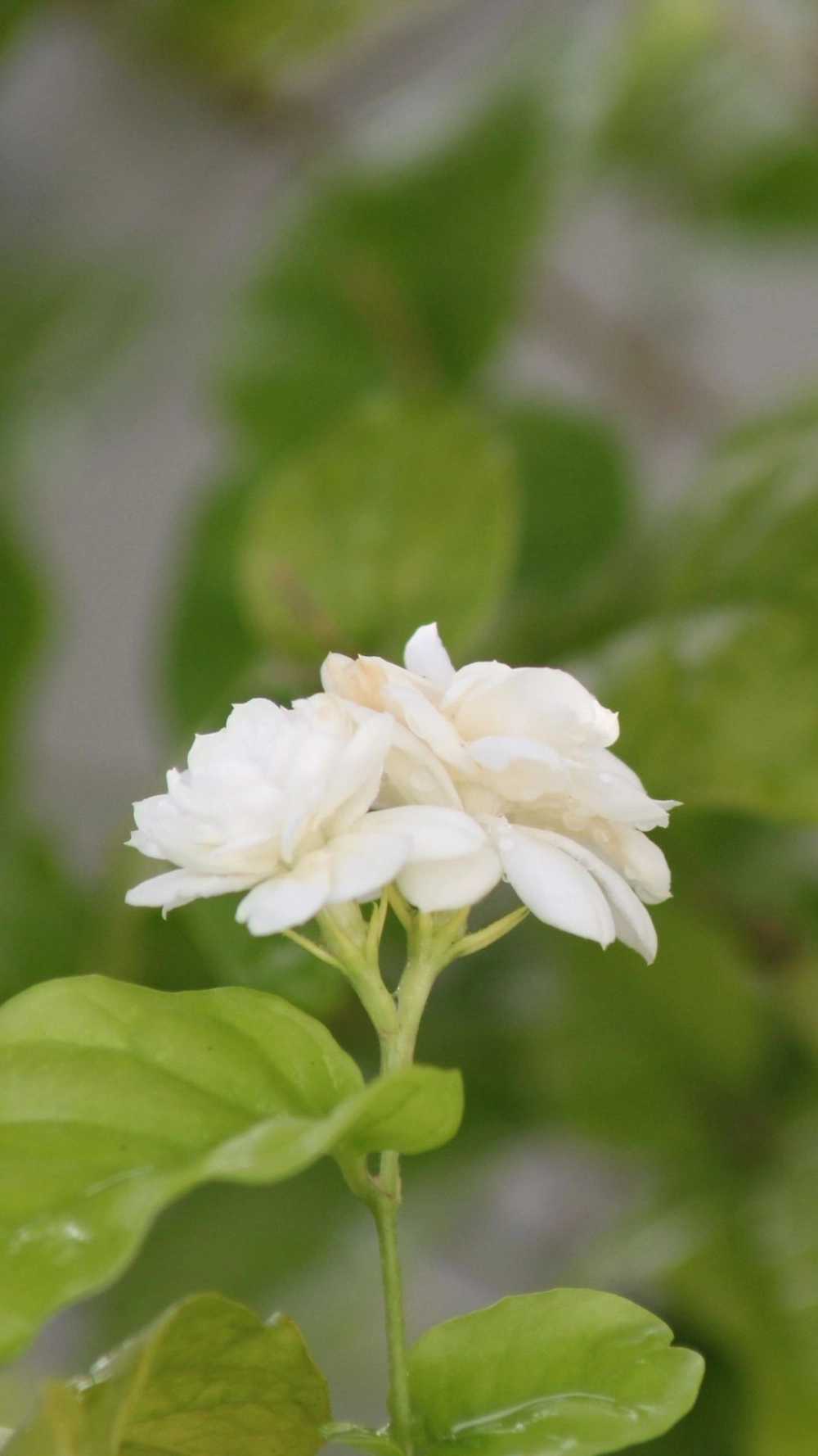 Giao diện sang trọng với hoa nhài để hình nền