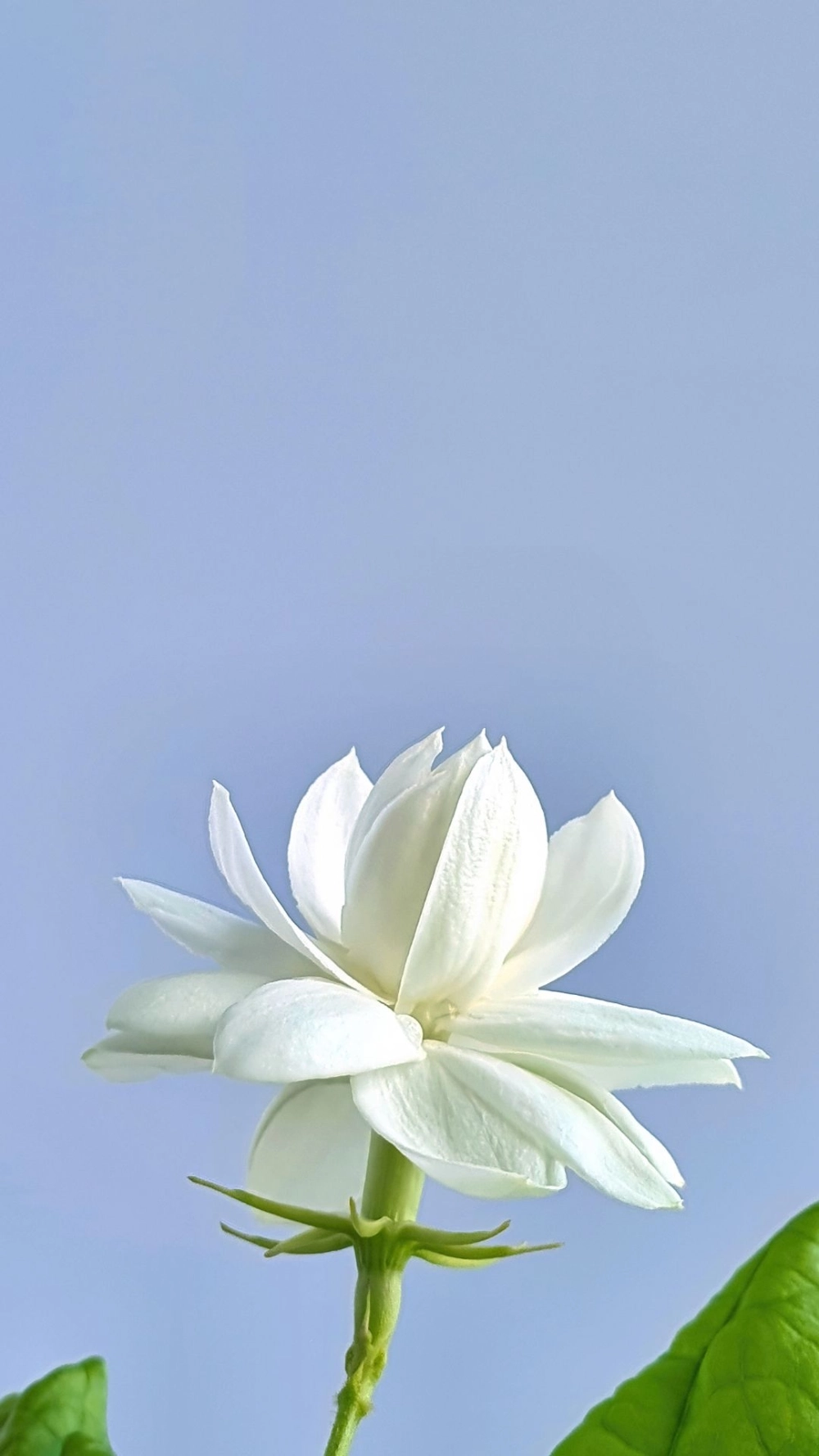 Không chỉ đẹp mà còn tinh tế từ hình nền hoa nhài ý nghĩa