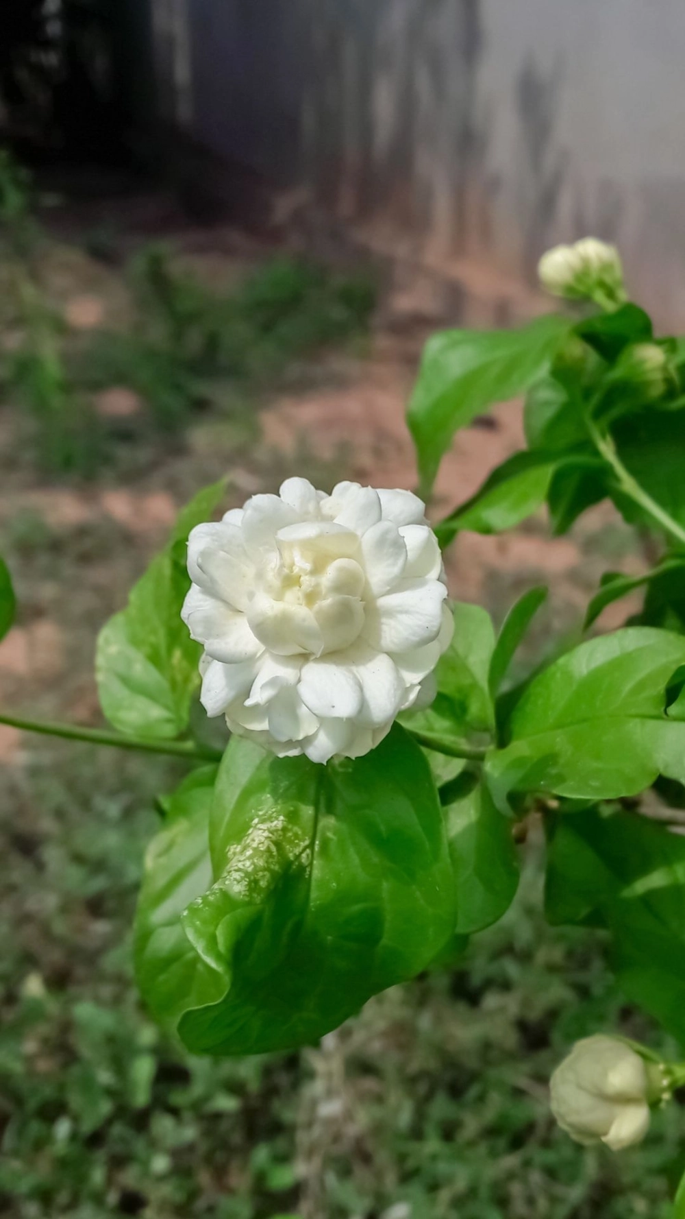 Thiết lập phong thủy tích cực với để hình nền hoa nhài