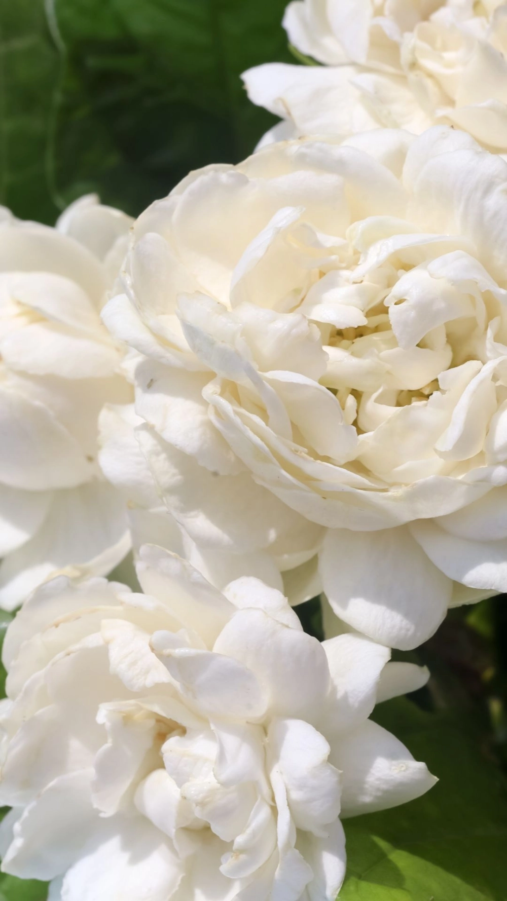 Bí ẩn bên trong từng cánh hoa từ hình nền hoa nhài có ý nghĩa gì