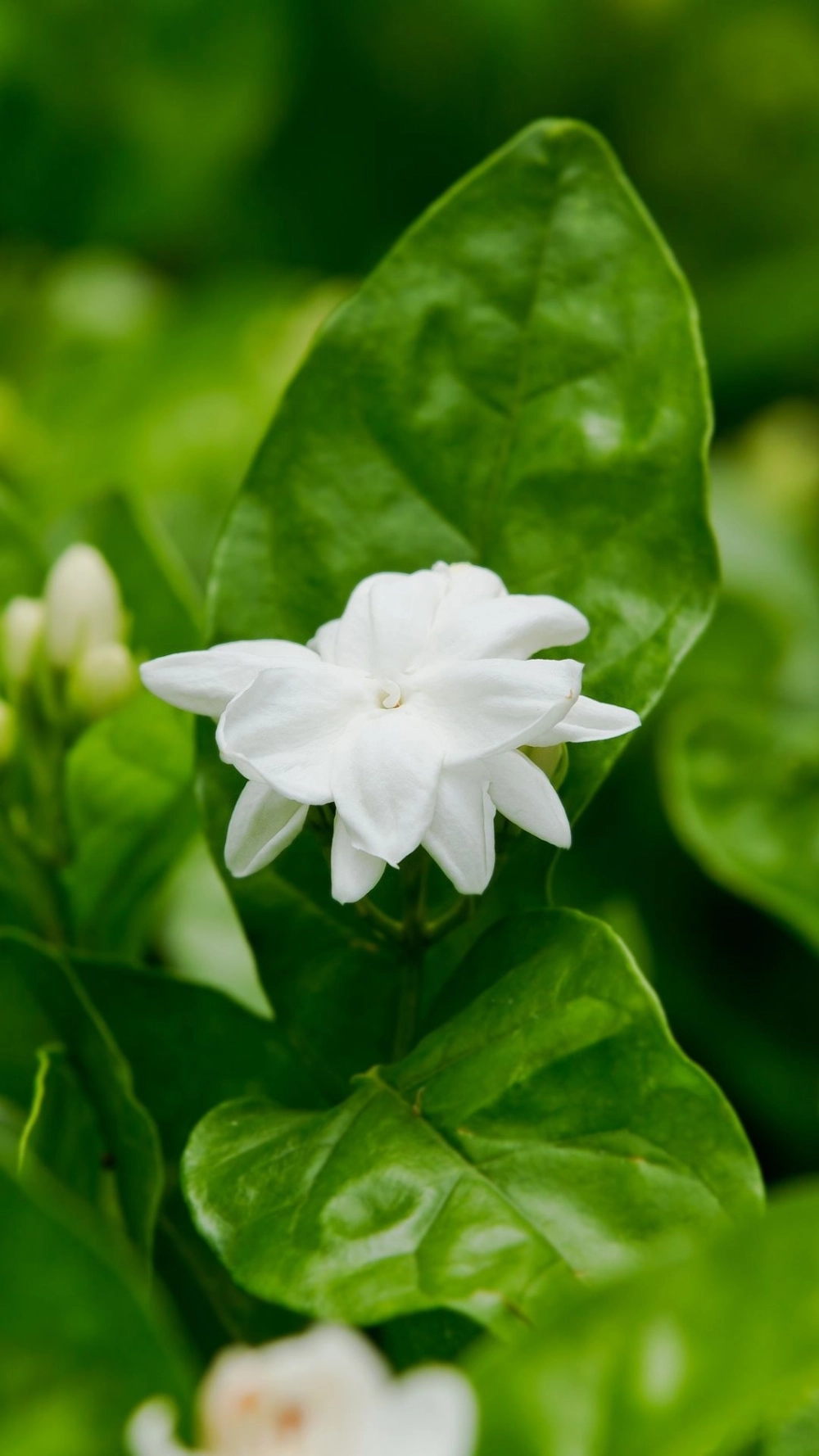 Cân bằng phong thủy với hình nền hoa nhài hợp mệnh gì