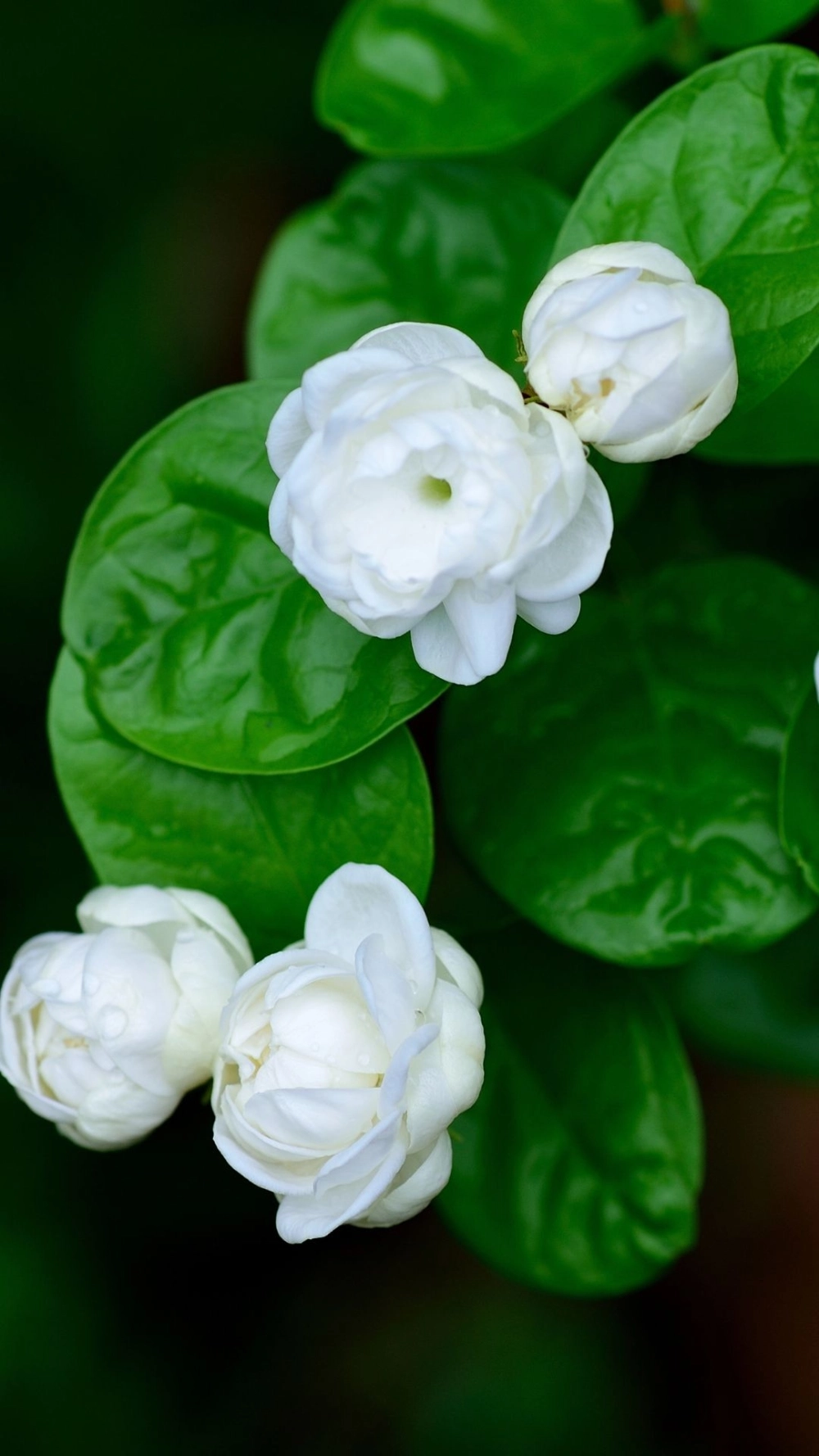 Nét đẹp mộc mạc từ ảnh hoa nhài