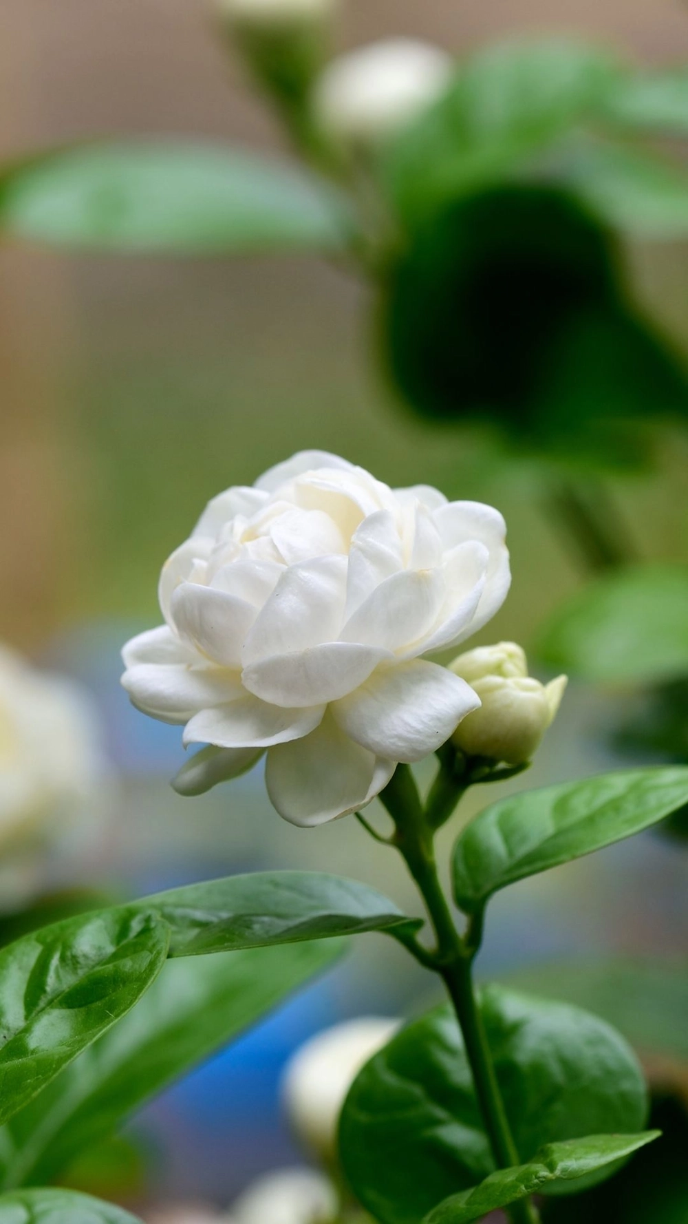 Tự nhiên và quyến rũ trong hình ảnh hoa nhài đẹp