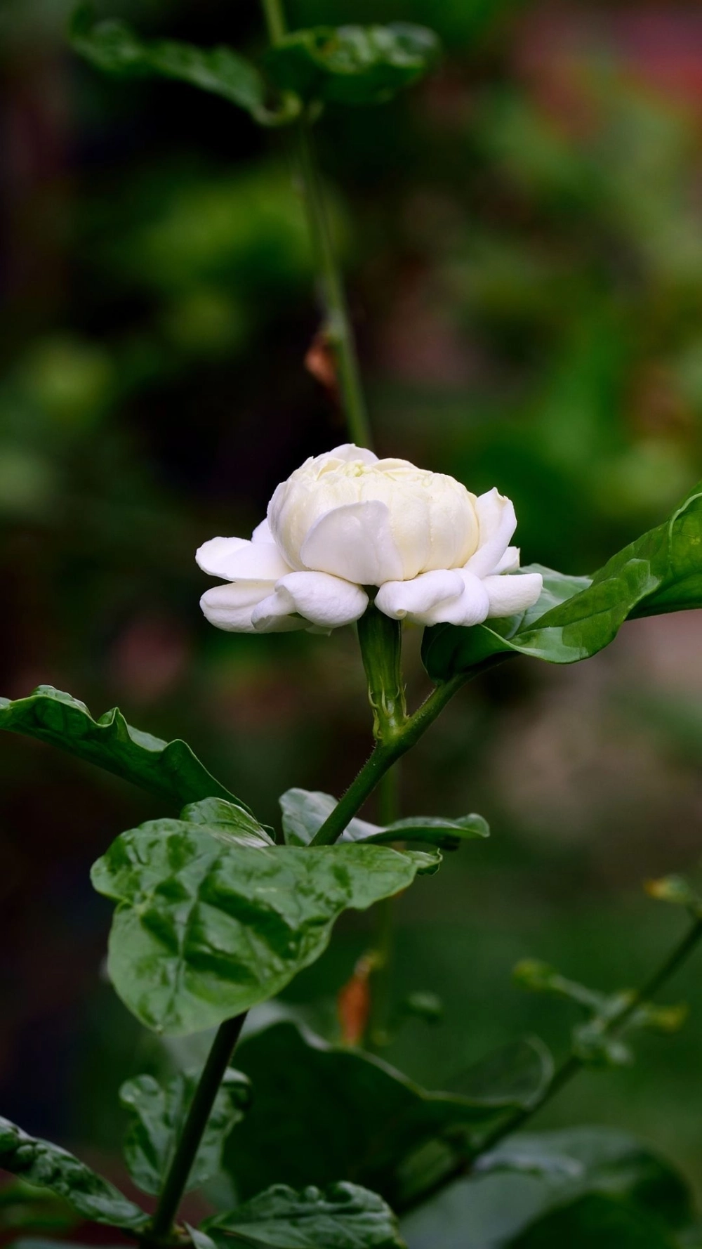 Đổi vận đầu năm với ảnh hoa nhài thu hút tài lộc