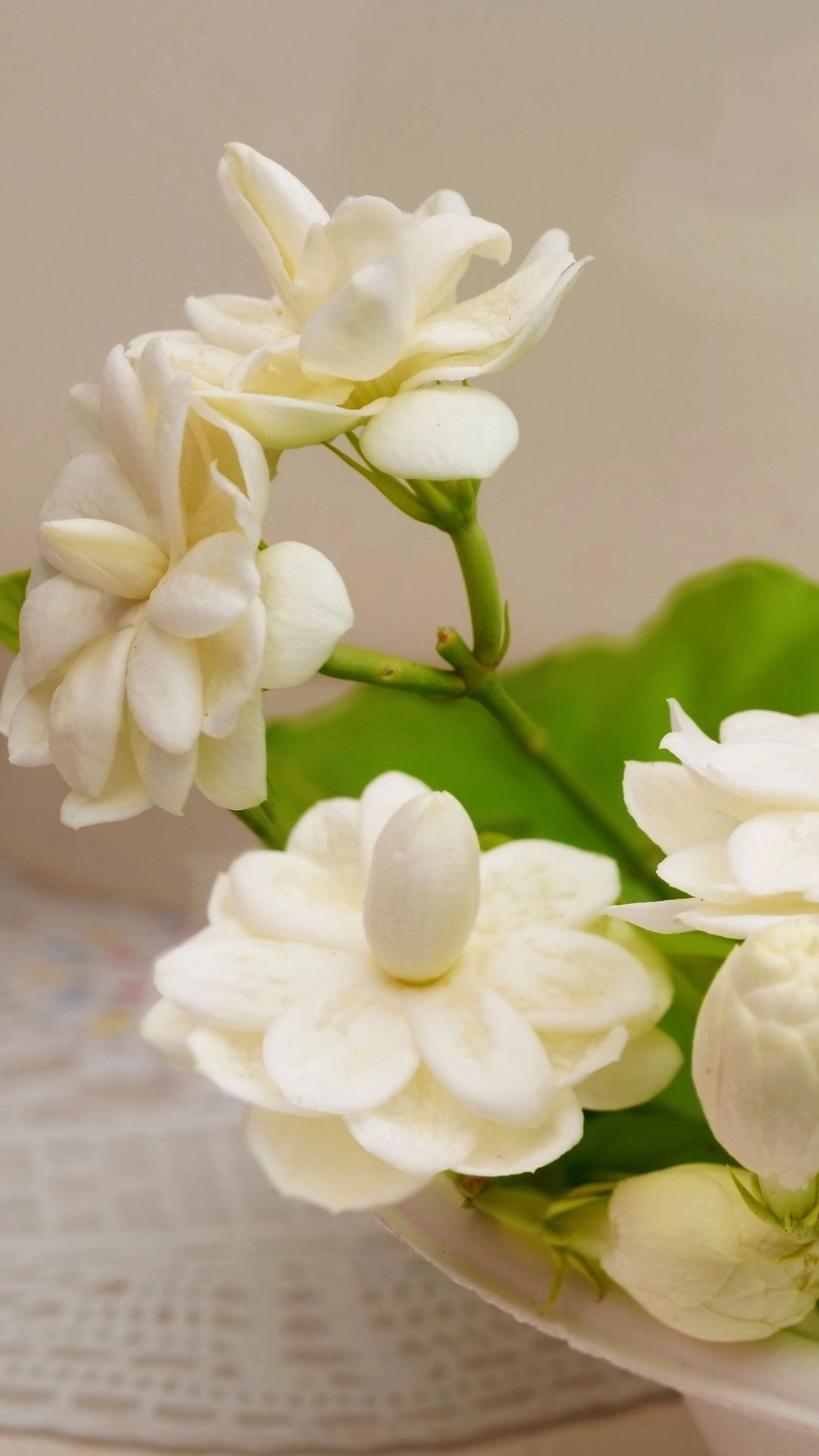 Tìm lại sự thư thái với hình nền hoa nhài