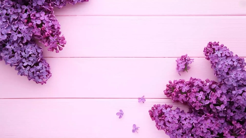 Lãng mạn tuyệt đối với màn hình nền tím