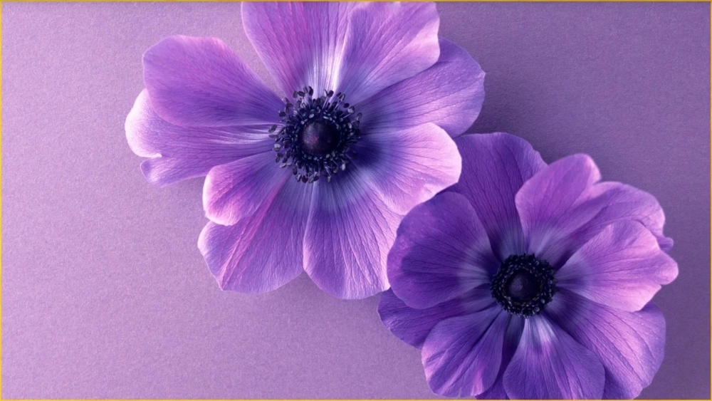 Mê mẩn sắc tím trong hình nền tím mộng mơ