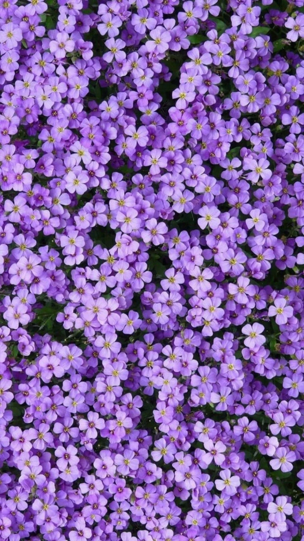 Sắc tím ngọt ngào với hình nền màu tím cho iPhone