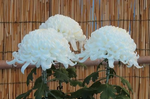 Hoa cúc trắng thắp hương vào ngày rằm thanh tịnh