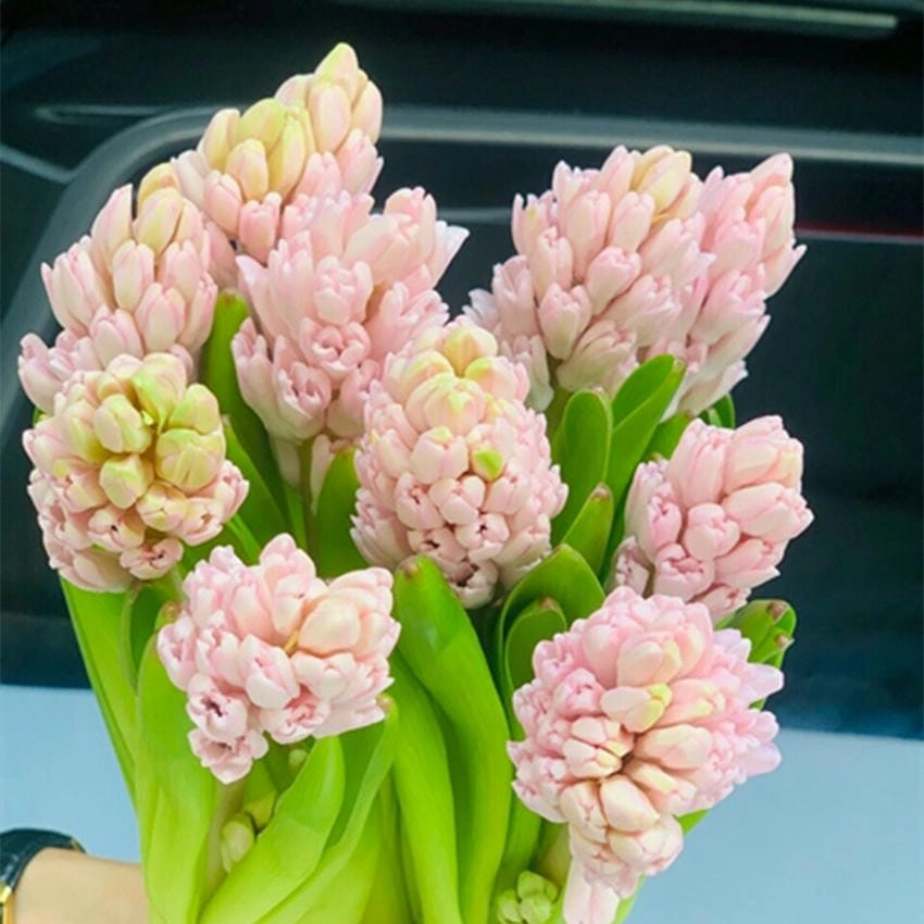 Hoa dạ lan hương giá cao vào dịp lễ cưới
