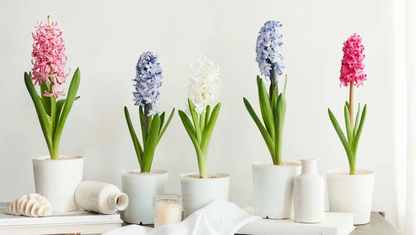 Hoa dạ lan hương trắng giá thường cao hơn tím
