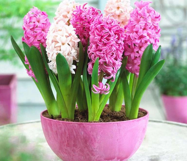 Hình ảnh cây hoa dạ lan hương cao thẳng tự nhiên