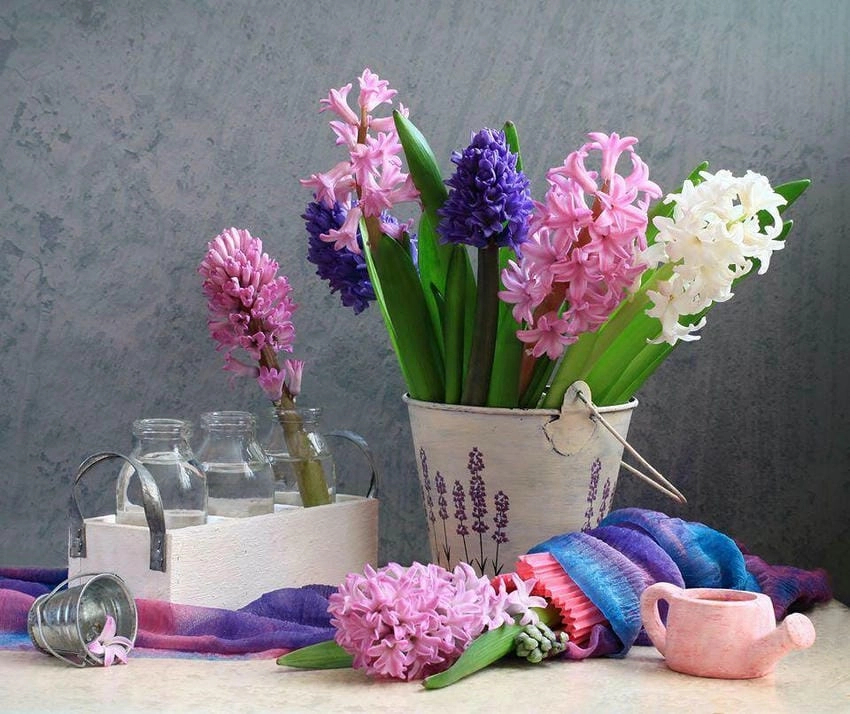 Chậu hoa dạ lan hương trưng bày ngoài ban công